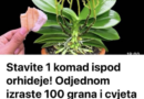 Stavite 1 komad ispod orhideje! Odjednom izraste 100 grana i cvjeta cijele godine