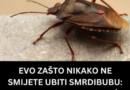 EVO ZAŠTO NIKAKO NE SMIJETE UBITI SMRDIBUBU: Bitno je da ih IMATE U KUĆI, kad čujete RAZLOG zavolićete ih