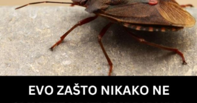 EVO ZAŠTO NIKAKO NE SMIJETE UBITI SMRDIBUBU: Bitno je da ih IMATE U KUĆI, kad čujete RAZLOG zavolićete ih