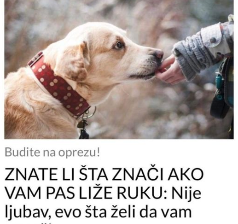 ZNATE LI ŠTA ZNAČI AKO VAM PAS LIŽE RUKU: Nije ljubav, evo šta želi da vam poruči