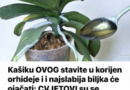 Kašiku OVOG stavite u korijen orhideje i i najslabija biljka će ojačati: CVJETOVI su se pojavili nakon nekoliko dana!