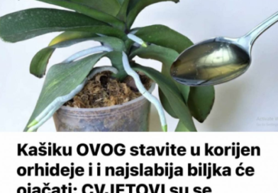 Kašiku OVOG stavite u korijen orhideje i i najslabija biljka će ojačati: CVJETOVI su se pojavili nakon nekoliko dana!