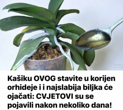 Kašiku OVOG stavite u korijen orhideje i i najslabija biljka će ojačati: CVJETOVI su se pojavili nakon nekoliko dana!