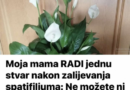 Moja mama RADI jednu stvar nakon zalijevanja spatifiliuma: Ne možete ni izbrojati nove pupoljke!