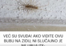 VEĆ SU SVUDA! AKO VIDITE OVU BUBU NA ZIDU, NI SLUČAJNO JE NE UBIJAJTE: Jezive su, ali ukazuju na jedan veliki problem koji imate u kući