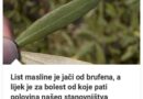 List Masline Je Jači od Brufena, A Lijek Je Za Bolest od Koje Pati Polovina Našeg Stanovništva