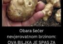 Obara šećer nevjerovatnom brzinom: OVA BILJKA JE SPAS ZA DIJABETIČARE, EVO KAKO DA JE KONZUMIRATE