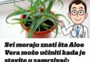 Svi moraju znati šta Aloe Vera može učiniti kada je stavite u zamrzivač: 12 SATI JE DOVOLJNO!