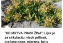 “OD MRTVA PRAVI ŽIVA”: Lijek je za cirkulaciju, visok pritisak, otečene noge, migrene, bol u venama