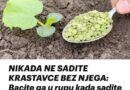 Nikad ne sadite krastavce bez njega