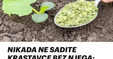 Nikad ne sadite krastavce bez njega