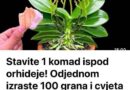 Stavite samo jedan komad ispod orhideje