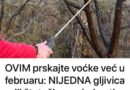 OVIM prskajte voćke već u februaru: NIJEDNA gljivica ili štetočina neće imati šanse!