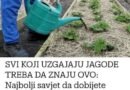 SVI KOJI UZGAJAJU JAGODE TREBA DA ZNAJU OVO: Najbolji savjet da dobijete bogatu berbu – možete ih i prodati!