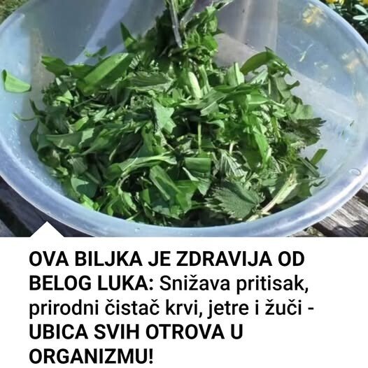 Ova Biljka Je Prirodni ista Krvi Jetre u i I Ubica Svih Otrova ova-biljka-je-prirodni-ista-krvi-jetre-u-i-i-ubica-svih-otrova