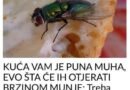 KUĆA VAM JE PUNA MUHA, OTJERAJTE IH BRZO I JEDNOSTAVNO: Treba vam samo JEDNA NAMIRNICA